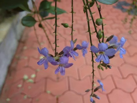 Flower OF India Stock Photos