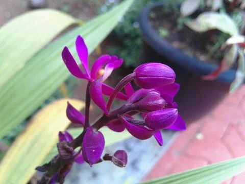 Flower OF India Stock Photos