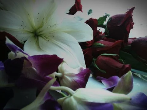 Flower OF India Stock Photos