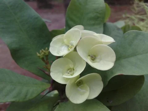 Flower OF India Stock Photos