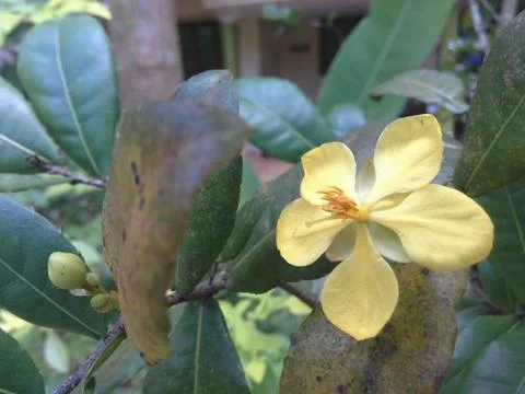 Flower OF India Stock Photos