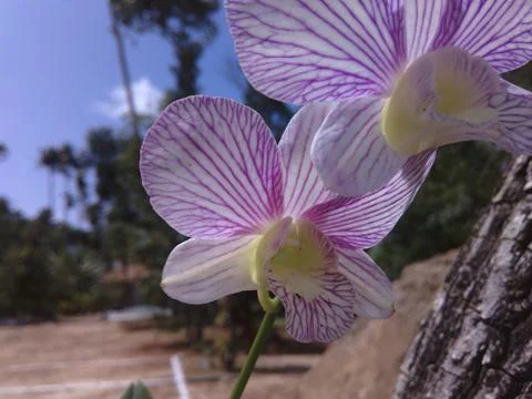 Flower OF India Stock Photos