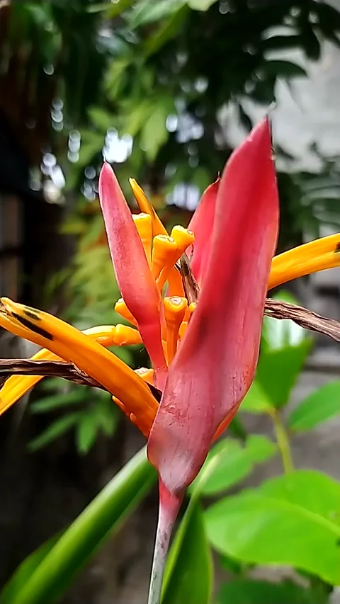 The Flower Of Indonesia Stock Footage 199893043