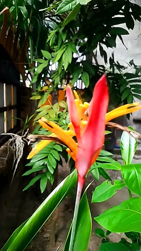 The Flower Of Indonesia Stock Footage 199895330