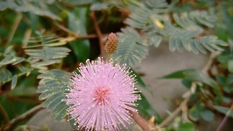 Flower of Indonesia Video stock 221208086