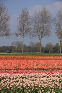 Flower industry fields Stock-Fotos