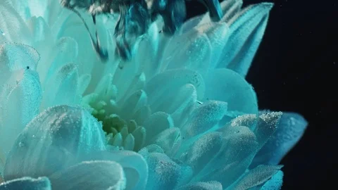 Flower ink drop aqua menthe blue paint flow petals Stock Footage 127221863