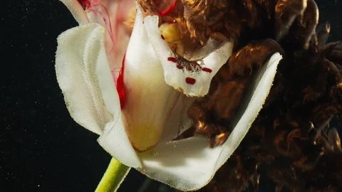 Flower ink drop sugar almond bronze paint shot Stock Footage 125917153
