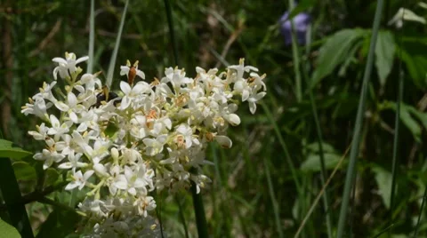 Flower &amp; insect Stock Footage 7340656