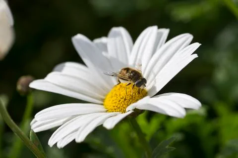Flower with insect Stock Photos