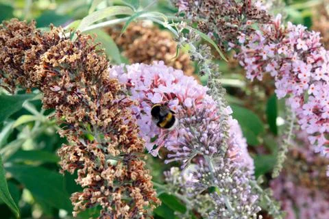 Flower with insect 스톡 사진