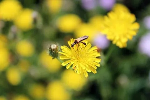 Flower with insect Stock Photos