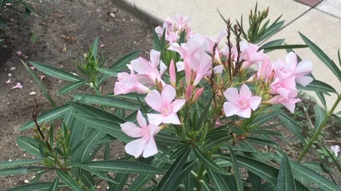 Flower with Insects like Bees Vídeos de archivo 94643361