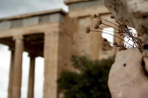 A flower inside the rocks, on a blurred background of the Erechtheion temple Stock Photos