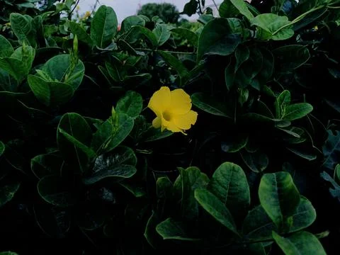 A flower int the dark Stock Photos