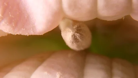 Flower interior Stockbeeldmateriaal 115012243