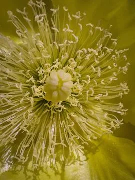 Flower interior Stock Photos