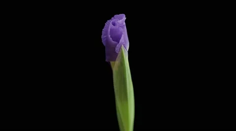 Flower iris blossom blown 動画素材 53800475