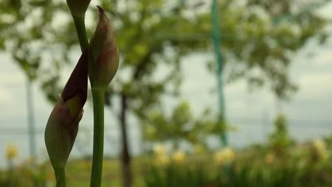 Flower iris Stock-Footage 76112838