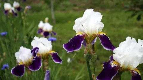 Flower iris Stock-Footage 76113039