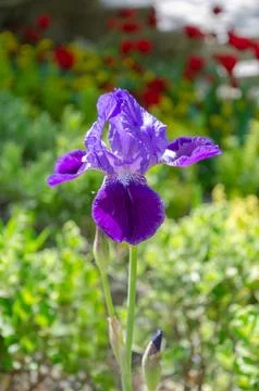 Flower iris in the garden. Stock Photos