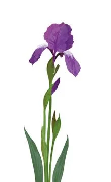 Flower iris Stock Illustration