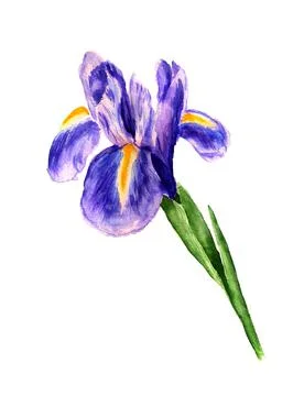 Flower of iris Stock Illustration