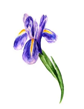 Flower of iris Stock Illustration