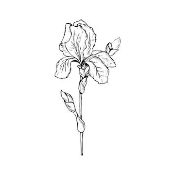 The flower of the iris. illustration on a white background. Sketching. Stock Illustration