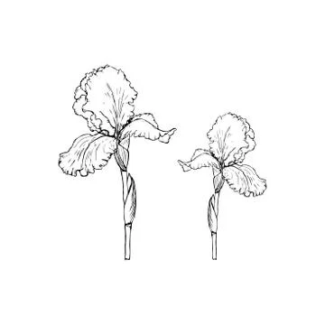 The flower of the iris. illustration on a white background. Sketching. Stock Illustration