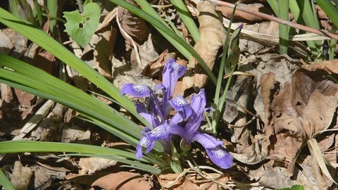 Flower of iris (Iris uniflora) Video stock 102321154