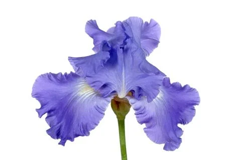 Flower of iris, lat. iris, isolated on white backgrounds Stock Photos