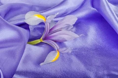 A flower of iris on a lilac sheet Foto stock