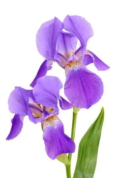 Flower iris Stock Photos
