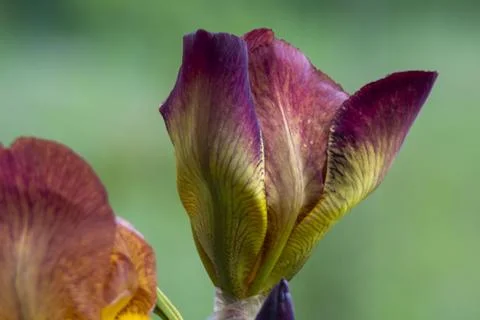 Flower Iris in spring with light background Stock Photos