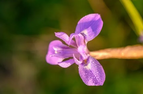Flower iris top view. Triangular flower. Stock Photos