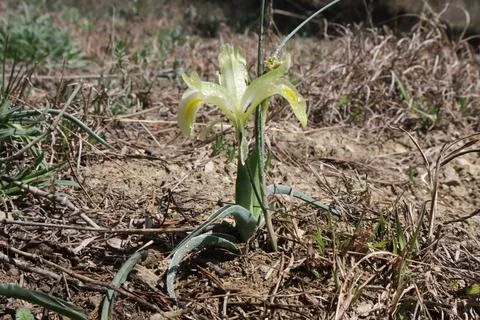 Flower: "iris winogradowii" in the spring Stock Photos
