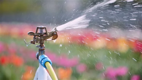 Flower irrigation system covers tulip field Stock Footage 305175922