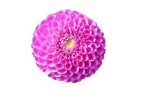 Flower isolated transparency background. Stock Photos