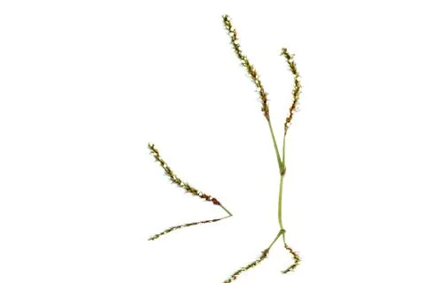 Flower isolated on white background Stock Photos