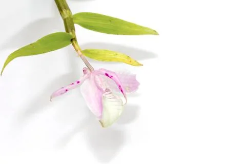 Flower isolated on white background Stock Photos