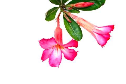 Flower isolated on white background Stock Photos