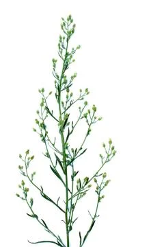 Flower isolated on white background Stock Photos