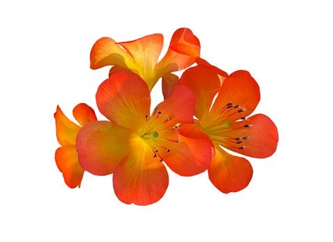 Flower isolated on white background. Stock Photos