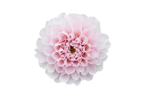 Flower isolated on white background.  . Stock Photos