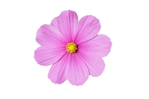 Flower isolated on white background.  . Foto stock
