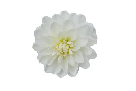 Flower isolated on white background.  . Stock Photos