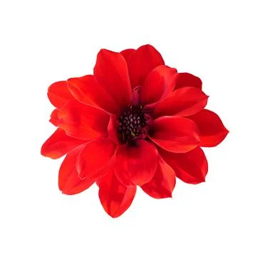 Flower isolated on white background.  . Stock Photos