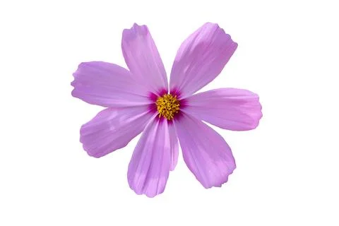 Flower isolated on white background.  . Foto stock