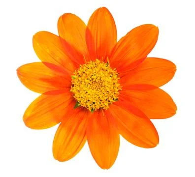 Flower isolated on white Foto stock